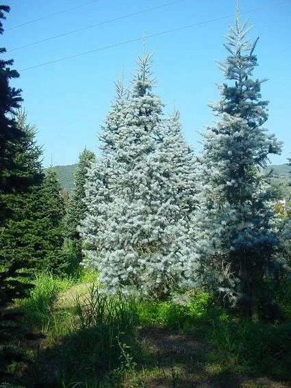 Colorado Zilverspar (Abies Concolor) 3 Colorado Zilverspar (Abies Concolor)