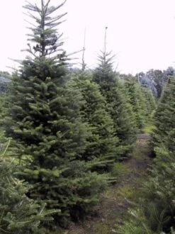 Koreaanse Zilverspar (Abies Koreana) -Directplant Winkel 20070701225427 6