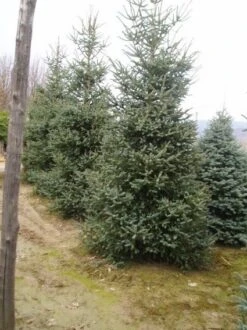 Spaanse Den (Abies Pinsapo 'Glauca') -Directplant Winkel 20070701230024 6