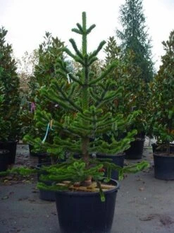 Apeboom (Araucaria Araucana) -Directplant Winkel 20070704140843 17