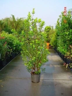 Aardbeiboom Als Struik (Arbutus Unedo) -Directplant Winkel 20070704144114 7 1