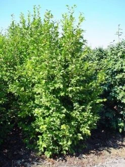 Camelia (Camellia Sasanqua) -Directplant Winkel 20070711001711 18 9 9 2