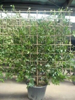 Camelia Als Leivorm (Camellia Japonica) -Directplant Winkel 20070711003328 3