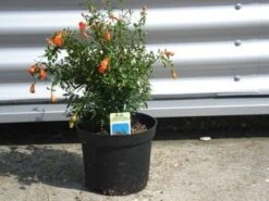 Granaatappel Als Struik (Punica Granatum) -Directplant Winkel 20070801142819 7