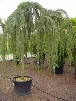 Treurceder Als Boom (Cedrus Libani 'Glauca Pendula') -Directplant Winkel 20070814155015 9