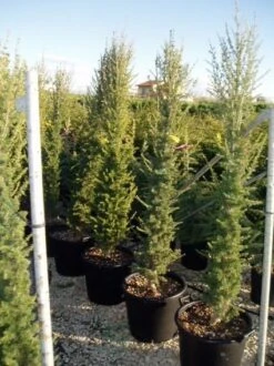 Zuilvormige Ceder (Cedrus Libani 'Fastigiata') -Directplant Winkel 20070814180447 11