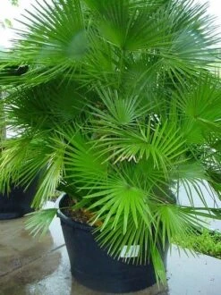 Dwergpalm (Chamaerops Humilis 'Vulcano') -Directplant Winkel 20070814190943 8