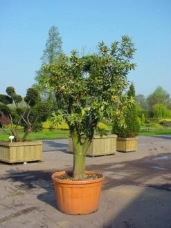 Kumquat (Citrus Kumquat) -Directplant Winkel 20070814193018 7