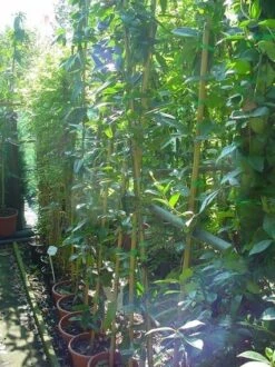 Bosrank, Groenblijvend (Clematis Armandii) -Directplant Winkel 20070814193958 5 2