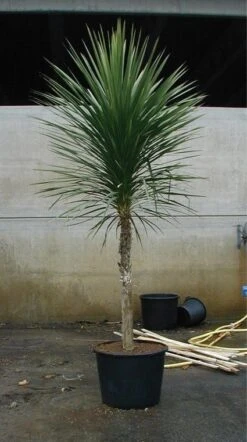Cordyline (Cordyline Australis) -Directplant Winkel 20070816135339 8 1