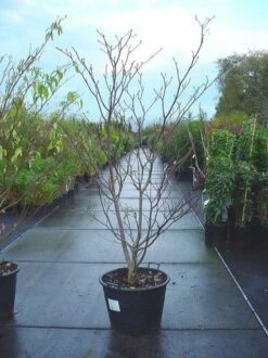 Reuzenkornoelje (Cornus Controversa 'Variegata') -Directplant Winkel 20070816183642 11