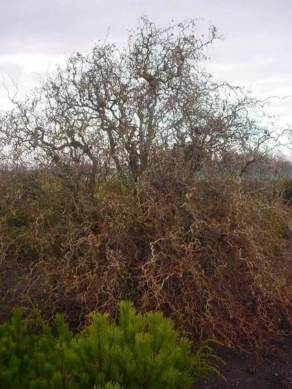 Kronkelhazelaar (Corylus Avellana 'Contorta') 5 Kronkelhazelaar (Corylus Avellana 'Contorta') - Afbeelding 3