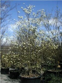 Veelbloemige Kornoelje (Cornus Florida 'Cloud Nine') -Directplant Winkel 20070903141713 8 1