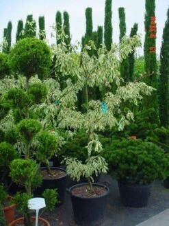 Reuzenkornoelje (Cornus Controversa 'Variegata') -Directplant Winkel 20070903144245 7