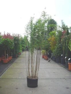 Bamboe (Fargesia Nitida 'Nymphenburg') -Directplant Winkel 20070905144525 4 1