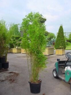 Niet Woekerende Bamboe (Fargesia 'Great Wall') -Directplant Winkel 20070905151255 7