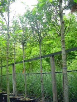 Kweepeer (Cydonia Oblonga) -Directplant Winkel 20070907160839 5