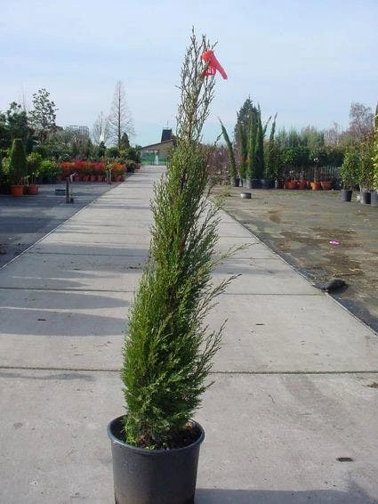 Italiaanse Cypres (Cupressus Sempervirens 'Stricta') 10 Italiaanse Cypres (Cupressus Sempervirens 'Stricta') - Afbeelding 8