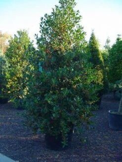 Hulst (Ilex Aquifolium J.C. Van Tol) -Directplant Winkel 20070923222216 11