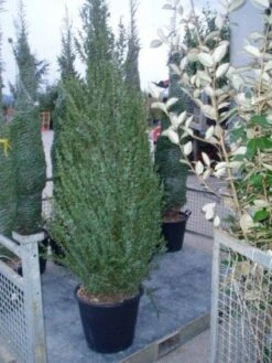 Jeneverbes (Juniperus Communis 'Hibernica') -Directplant Winkel 20070925230406 7