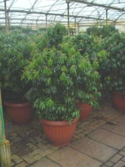 Rotsheide (Pieris Japonica) -Directplant Winkel 20071029230131 14 7 7