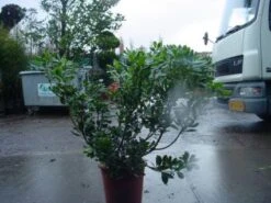 Australische Laurier (Pittosporum Tobira 'Variegatum') 9 Australische Laurier (Pittosporum Tobira 'Variegatum') -Directplant Winkel 20071105182846 5