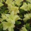 Dwergrhododendron (Rhododendron 'Princess- Anne') -Directplant Winkel 20071114100749 1 1