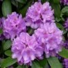 Rhododendron (Rhododendron Catawbiense 'Boursault') -Directplant Winkel 20071114115313 1 3