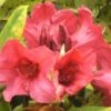 Rhododendron (Rhododendron 'Dopey') -Directplant Winkel 20071114120752 2