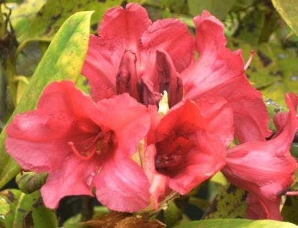 Rhododendron (Rhododendron 'Dopey') 3 Rhododendron (Rhododendron 'Dopey')