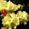 Rhododendron (Rhododendron 'Ehrengold') -Directplant Winkel 20071114123231 2 1