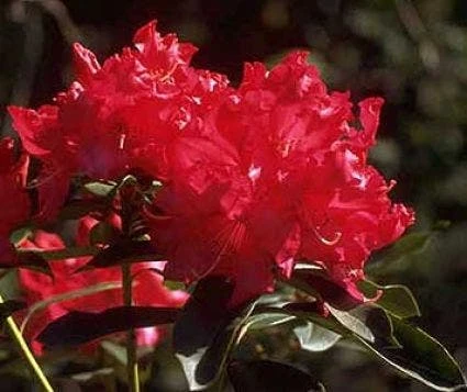 Rhododendron (Rhododendron 'Halfdan Lem') 3 Rhododendron (Rhododendron 'Halfdan Lem')