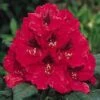 Rhododendron (Rhododendron 'Lord Roberts') -Directplant Winkel 20071114152649 2 2