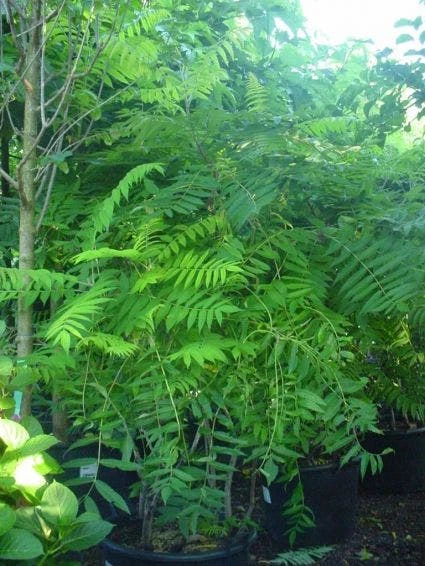 Fluweelboom, Struik (Rhus Typhina) 4 Fluweelboom, Struik (Rhus Typhina) - Afbeelding 2