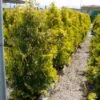 Thuja (Thuja Occidentalis 'Sunkist') -Directplant Winkel 20071126132727 5 2