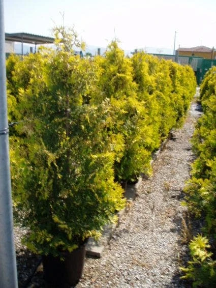 Thuja (Thuja Occidentalis 'Sunkist') 3 Thuja (Thuja Occidentalis 'Sunkist')