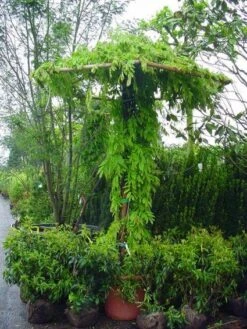 Blauwe Regen (Wisteria Sinensis) -Directplant Winkel 20071130090736 20 1