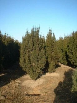 Taxus (Taxus Media 'Hicksii') -Directplant Winkel 20071130100003 12