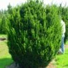 Taxus (Taxus Media 'Hicksii') -Directplant Winkel 20071130100035 12 1