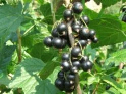 Zwarte Bes (Ribes Nigrum 'Ben Nevis') -Directplant Winkel 20080214151842 1 1
