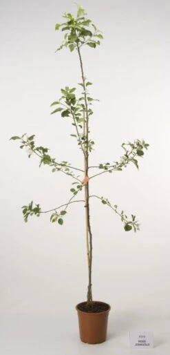 Appelboom (Malus Domestica 'Jonagold') 6 Appelboom (Malus Domestica 'Jonagold') -Directplant Winkel 20080312134148 5