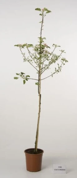 Appelboom (Malus Domestica 'Cox's Orange') -Directplant Winkel 20080312144237 2