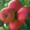 Appelboom (Malus Domestica 'Ecolette') -Directplant Winkel 20080317135727 2