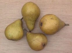 Perenboom (Pyrus Communis 'Gieser Wildeman') 10 Perenboom (Pyrus Communis 'Gieser Wildeman') -Directplant Winkel 20080417131017 6