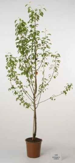 Perenboom (Pyrus Communis 'Doyenne Du Comice') -Directplant Winkel 20080417132547 6