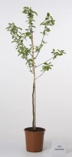 Kweepeer (Cydonia Oblonga) -Directplant Winkel 20080417145544 2