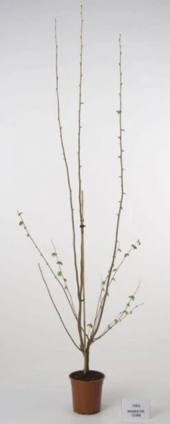 Hazelaar/Hazelnoot (Corylus Avellana 'Webb's Prize Cob') -Directplant Winkel 20080417160452 1