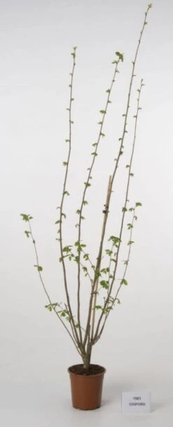 Hazelaar/Hazelnoot (Corylus Avellana 'Webb's Prize Cob') -Directplant Winkel 20080417162735 1