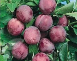 Pruimenboom (Prunus Domestica 'Opal') -Directplant Winkel 20080513133956 3