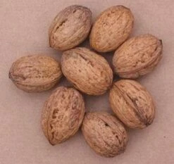 Walnoot (Juglans Regia 'Broadview') -Directplant Winkel 20080516144112 4